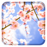 Cover Image of Download Sakura Live Wallpaper 1.1 APK