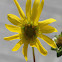 Florida False Sunflower