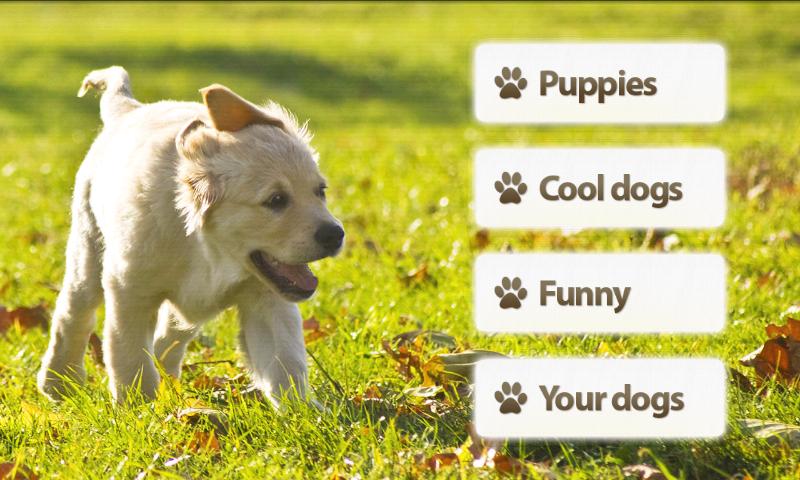 Dogs Memory Game Screen 3