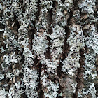 Lichen