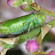 Tamarix Leafhopper