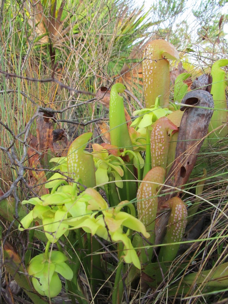 Hooded Pitcher-Plant