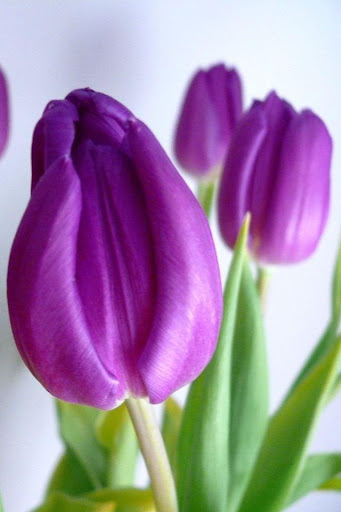 Colorful Tulips Live Wallpaper