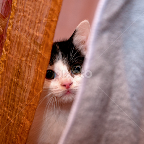 Hide and seek by Luana Racan - Animals - Cats Playing