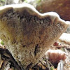 Bloody tooth mushroom