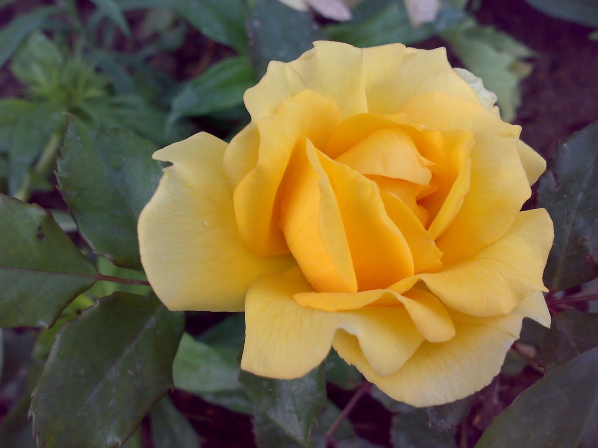 Yellow Rose ( पीला गुलाब )