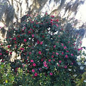 Camellia De Fleur