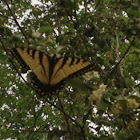 Eastern Tiger Swallowtail