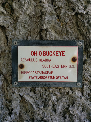 Ohio Buckeye Tree Plaque