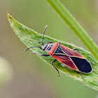 White-crossed seed bug