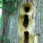 Pileated Woodpecker Tree Cavity