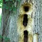 Pileated Woodpecker Tree Cavity