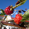 Winter Raspberries