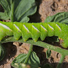 Five-spotted Hawkmoth Caterpillar