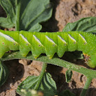 Five-spotted Hawkmoth Caterpillar