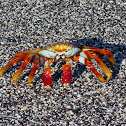 Lightfoot crab