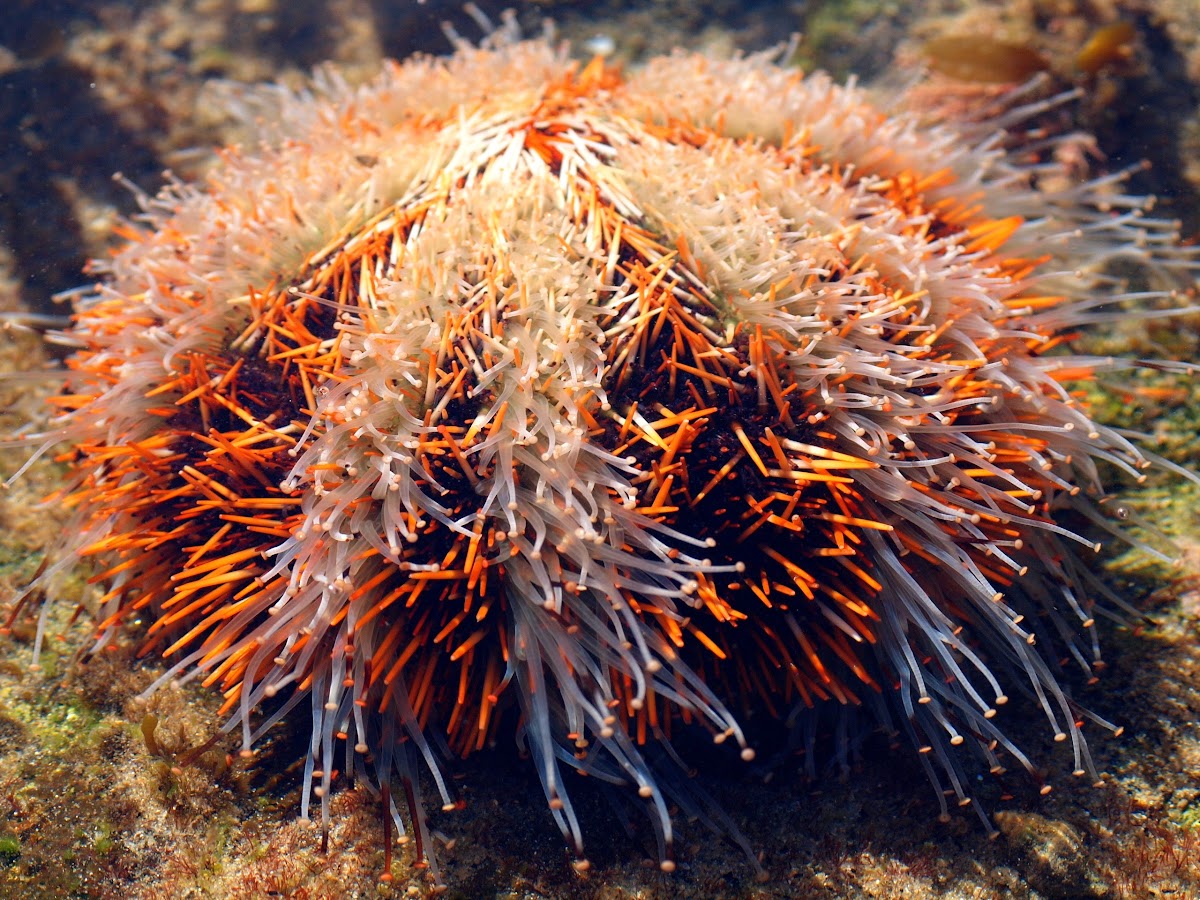 Gracious Sea Urchin