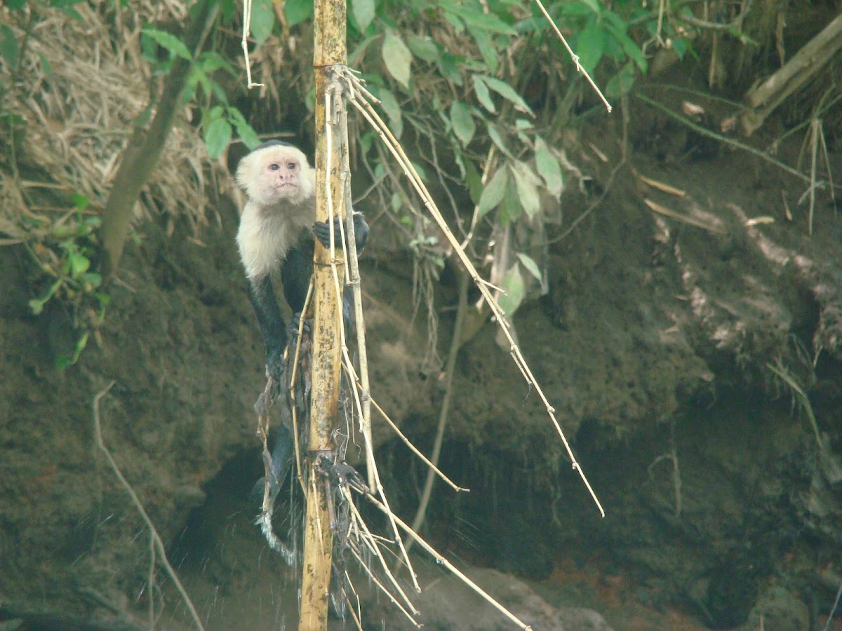White Throated Capuchin Monkey