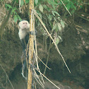 White Throated Capuchin Monkey