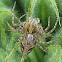 Western Lynx Spider