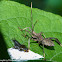 Unidentified bug & leaf-footed bug nymph