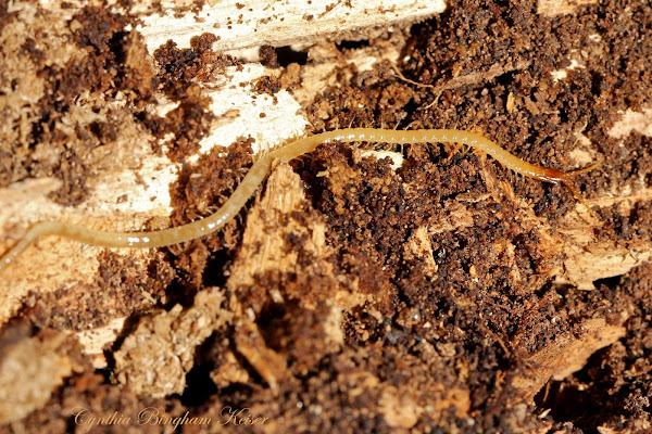 Soil Centipede | Project Noah