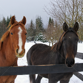 Cookies? by Todd Bellamy - Animals Horses