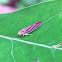 Red-banded Leafhopper