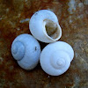 Cuban Garden Snail Shells