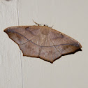 Large Maple Spanworm moth
