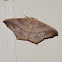 Large Maple Spanworm moth