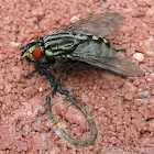 Flesh Fly - female
