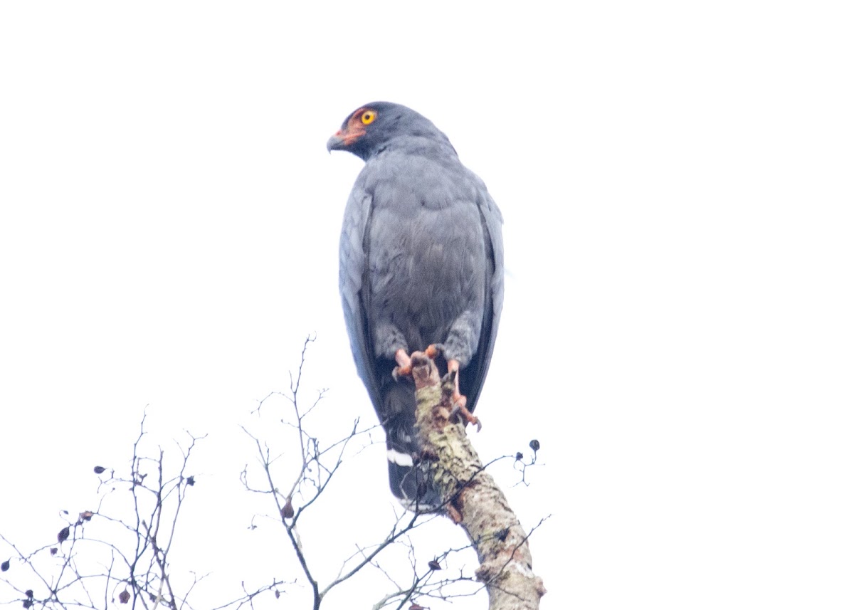 Slate-coloured Hawk