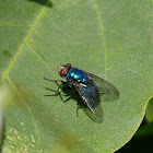 Varejeira azul (Blue bottle fly)