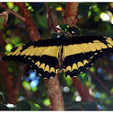 King Swallowtail