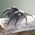 jumping spider