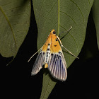 Crambid Moth