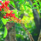 Cockspur Coral Tree
