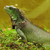 Iguana