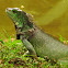 Iguana