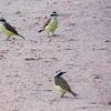 Great Kiskadee