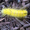 American Dagger Moth Caterpillar