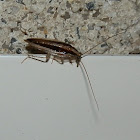 German Cockroach - ♂