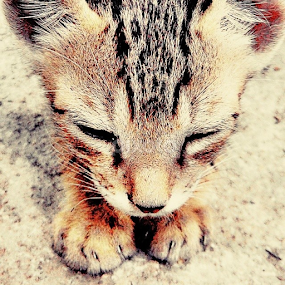 Cat by Rahul Joshi - Instagram & Mobile Android