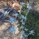 Plants- White Sage