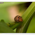 Multi Spotted Ladybug