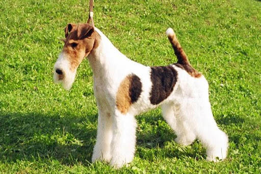 【免費教育App】Fox Terrier Dogs-APP點子