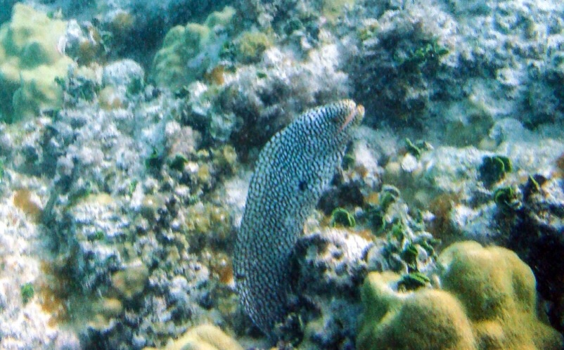 Whitemouth Moray Eel/ Puhi ‘ōni‘o