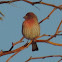 House Finch