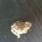 Gray Treefrog